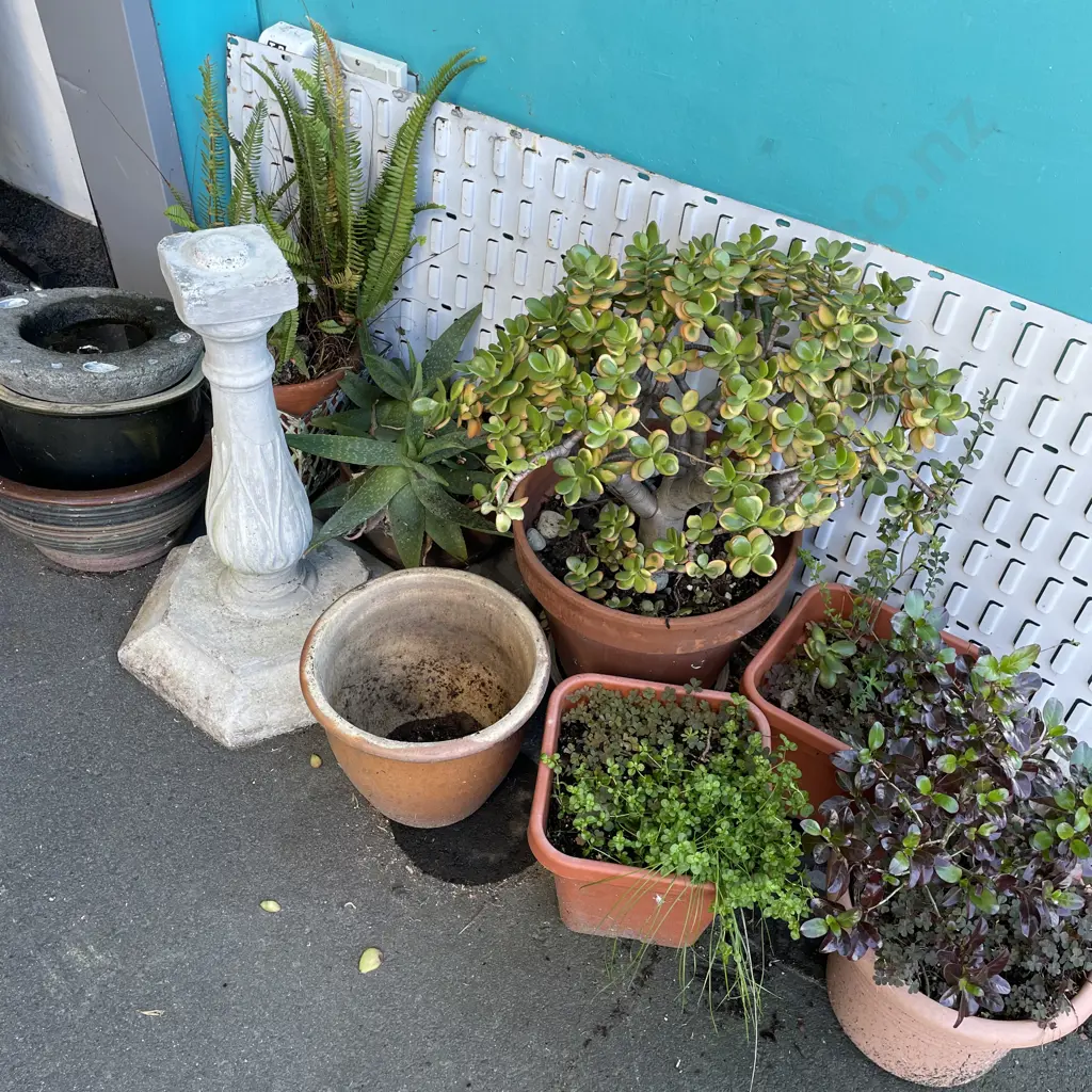 Selection of Potted Plants including Concrete Bird Bath Base Image 1++