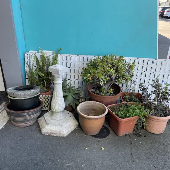 Selection of Potted Plants including Concrete Bird Bath Base