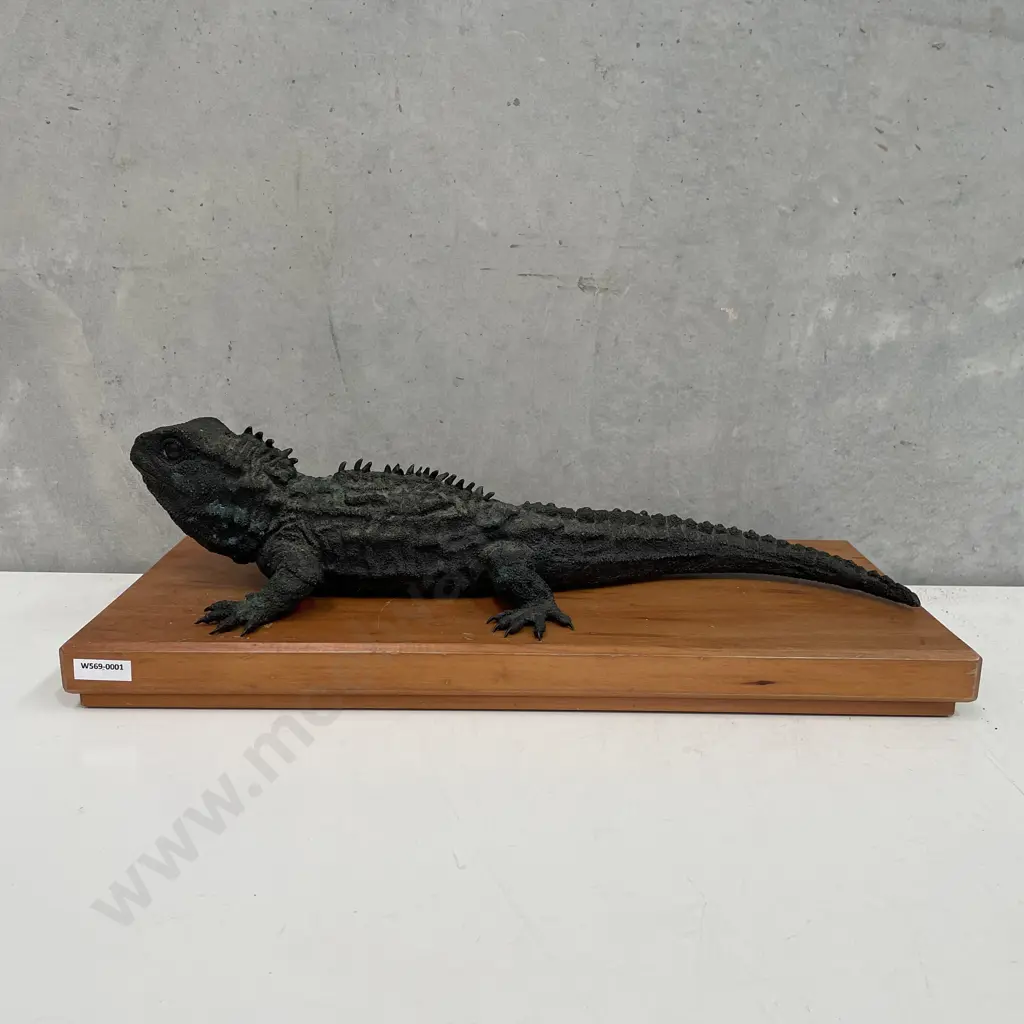 Brian Moore Tuatara Bronze Sculpture, Limited Edition Numbered & Signed 81/250, H10 W23 L51cm Image 1++