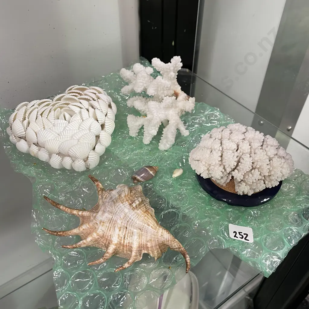 Assortment of Shells and Coral Image 1++