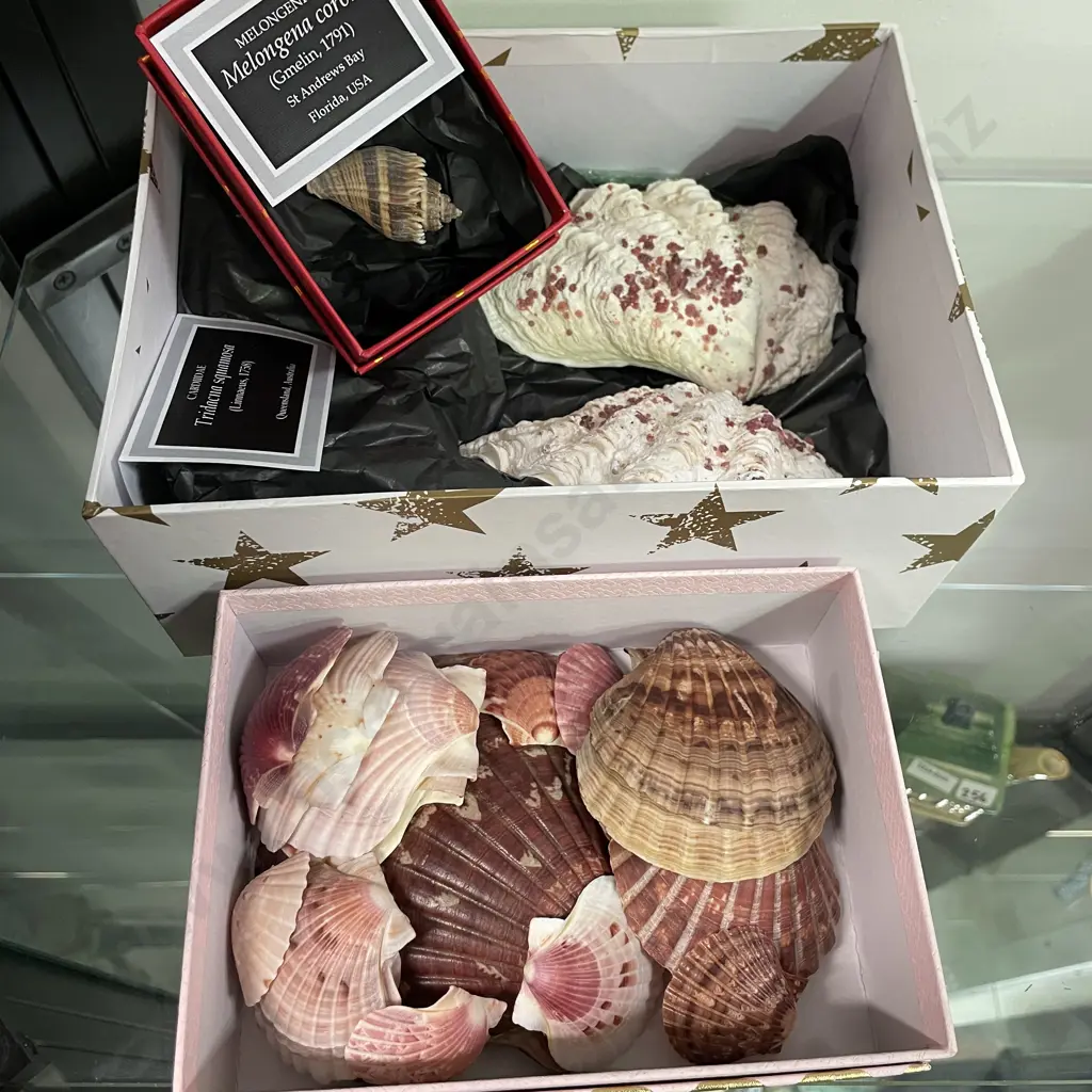 Box of Assorted Sized Scallop Shells with Box Clam Shells with Boxed Conch Shell Image 1++
