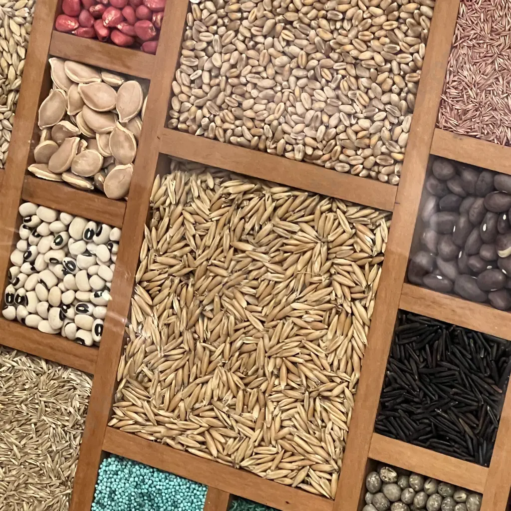 Glazed Curio Wooden Box and Glass Bottle filled with grains, seeds and pasta Image 1++