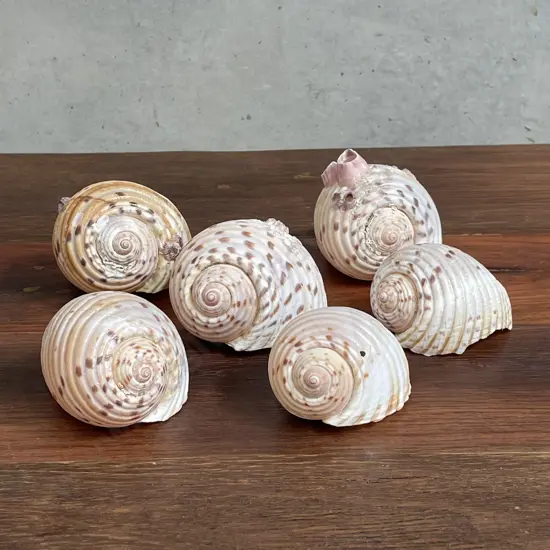 Assortment of Shells