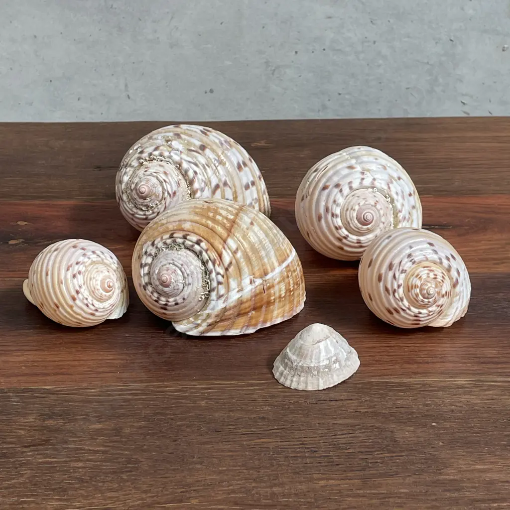 Assorted Shells Image 1++