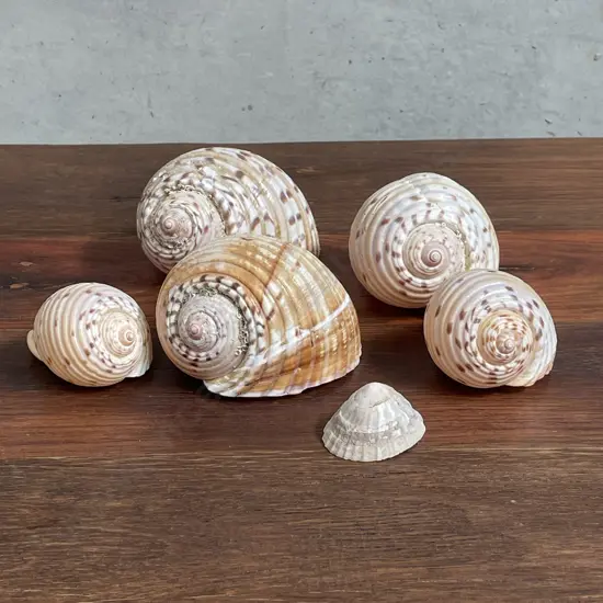 Assorted Shells