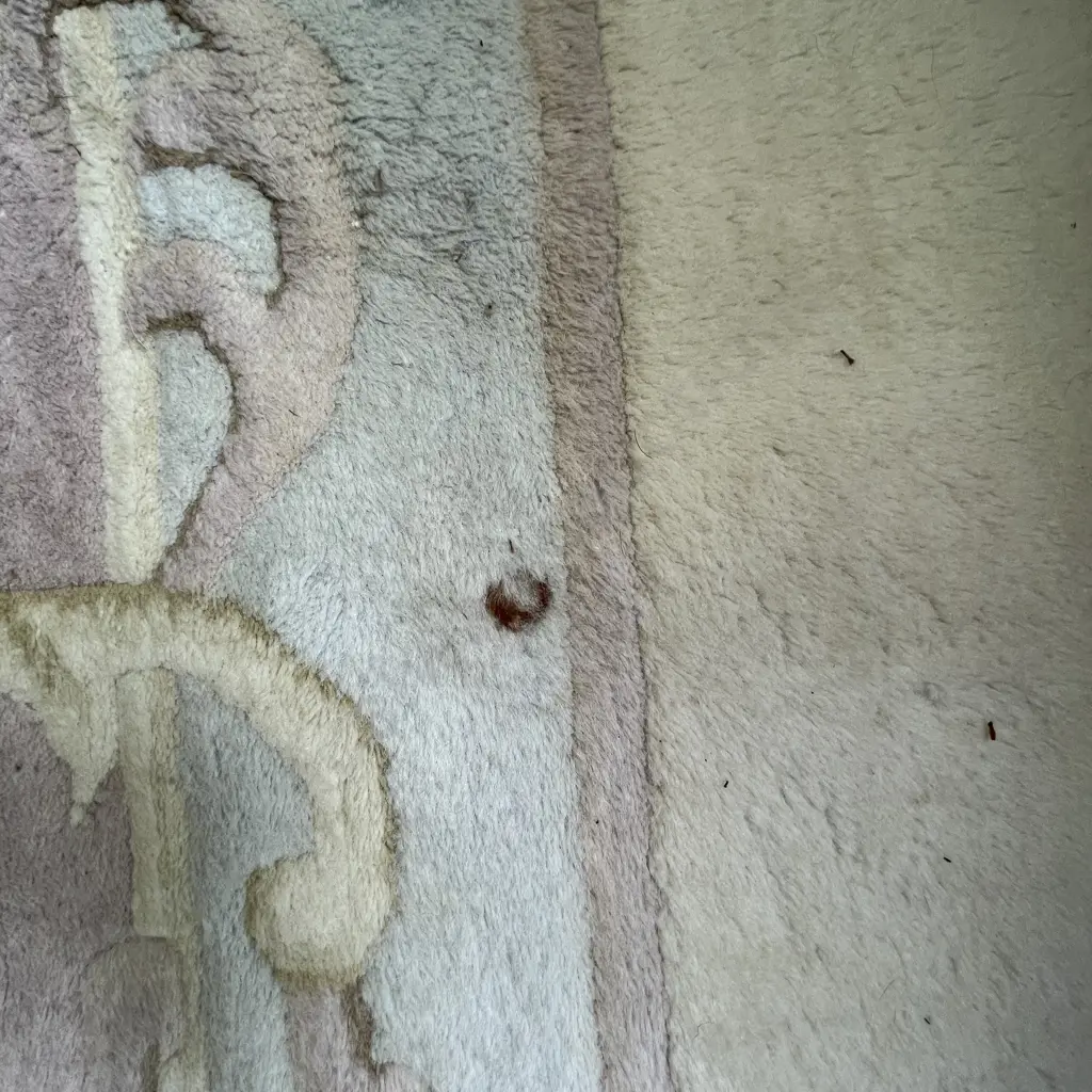 NO RESERVE Stunning Massive Floor Rug - hand knotted, plush. Some areas of damage as shown in pics. 5.05m x 3.63m Image 1++