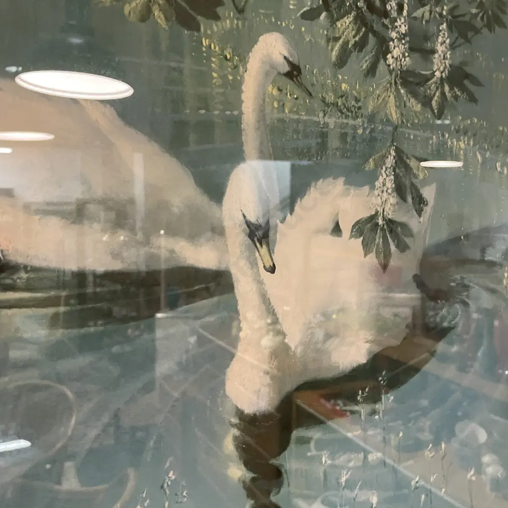 Vintage Vernon Ward Swan Print Titled "Harmony of Spring",  65 x 55cm Image 1++