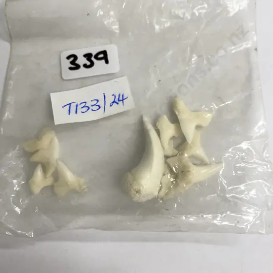 Assorted Sharks Teeth